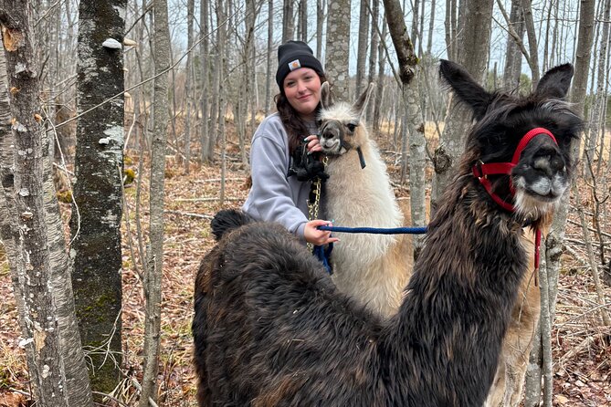 Hike & Lunch with Llamas - A gentle farm morning near Burtts Corner