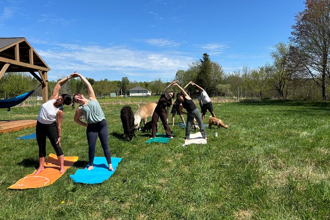 Hike & Lunch with Llamas - Pizza cooked in a wood-fired oven