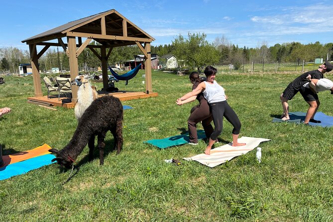 Hike & Lunch with Llamas - Who will enjoy this farm outing most