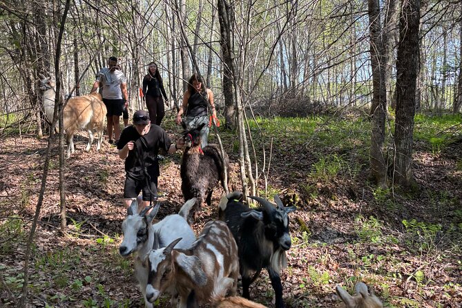 Hike & Lunch with Llamas - How to make the most of the visit