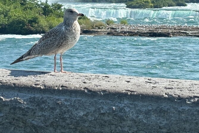 Hornblower Boat and Walking Tour of Niagara Falls - Price, timing, and overall value