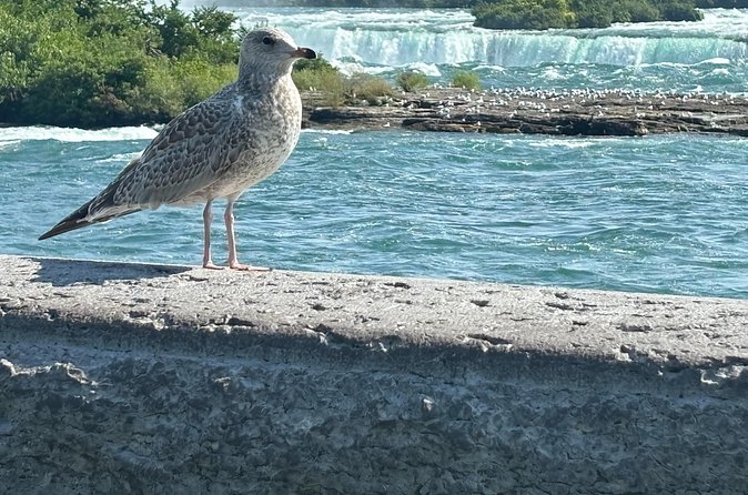 Hornblower Boat and Walking Tour of Niagara Falls - When to book, and what to wear