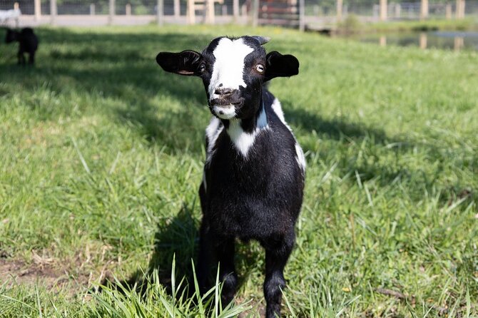 Humberstone Ranch Visit with Mini Domestic Animals - Why this Port Colborne farm visit works so well