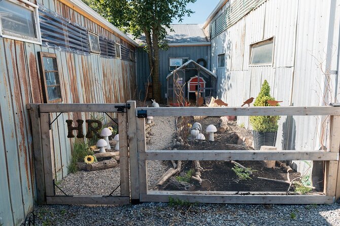 Humberstone Ranch Visit with Mini Domestic Animals - Charlotte and Wilbur, the piglet stars