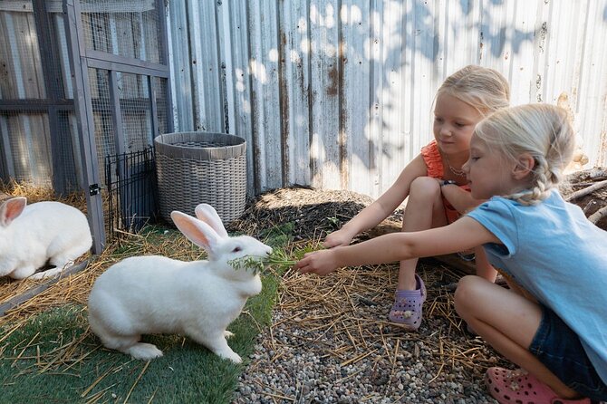 Humberstone Ranch Visit with Mini Domestic Animals - Feeding the Texas Longhorns