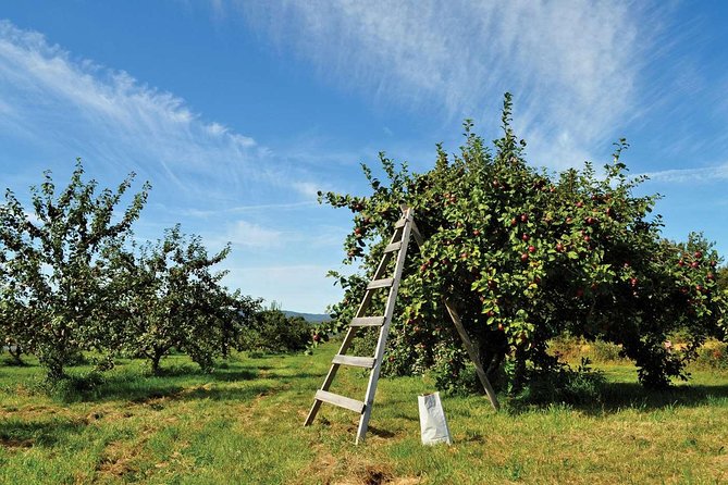 Island of Orleans Taste and Drink Tour - Weather, seasons, and the best time to go