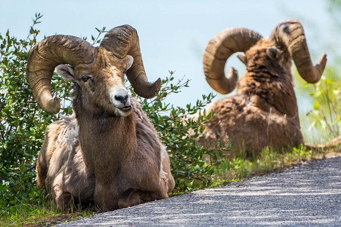 Jasper Evening Wildlife Tour - Why evening is the right time for Jasper wildlife