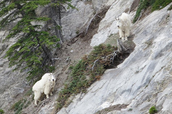 Jasper Evening Wildlife Tour - Seasonal wildlife stops, not a fixed checklist