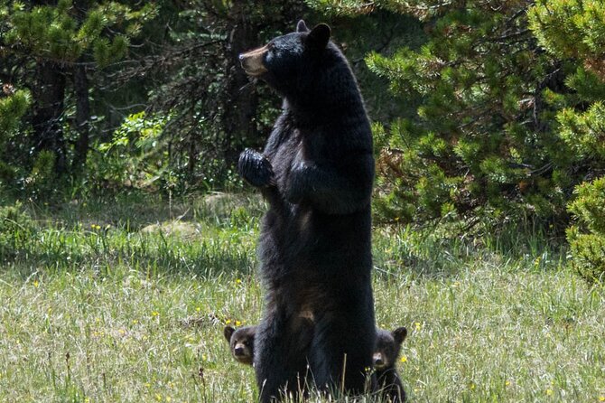 Jasper Evening Wildlife Tour - What the guides add to the three-hour ride