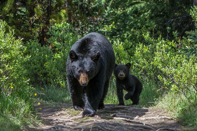 Jasper Evening Wildlife Tour - Is $65.49 fair for three hours?