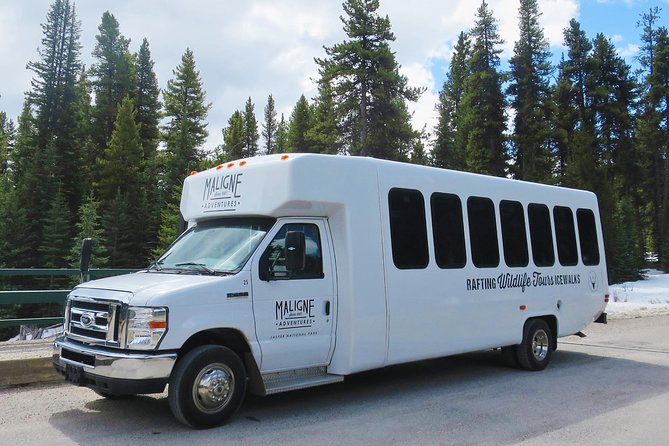 Jasper Evening Wildlife Tour - Who should book this Jasper wildlife tour?