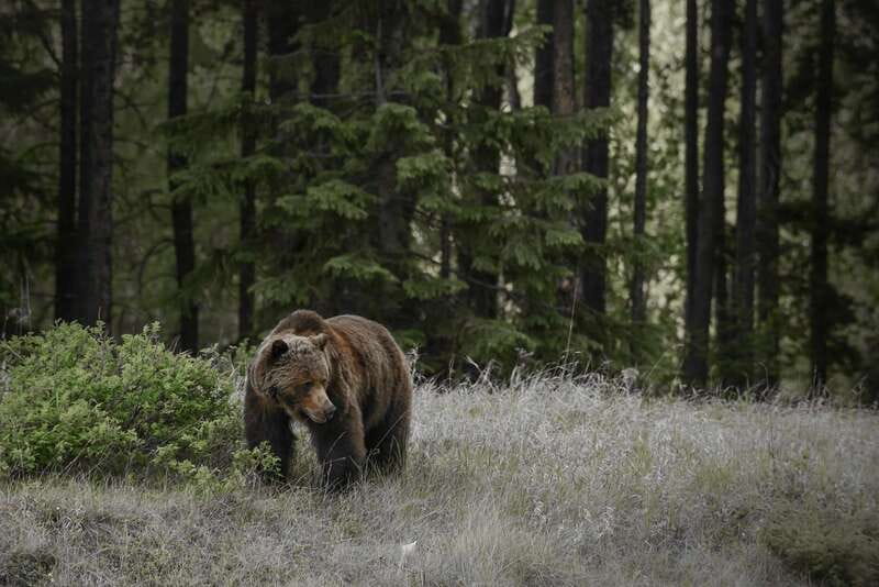 Jasper: Maligne Valley Wildlife & Spirit Island Cruise - What the guiding adds to the day