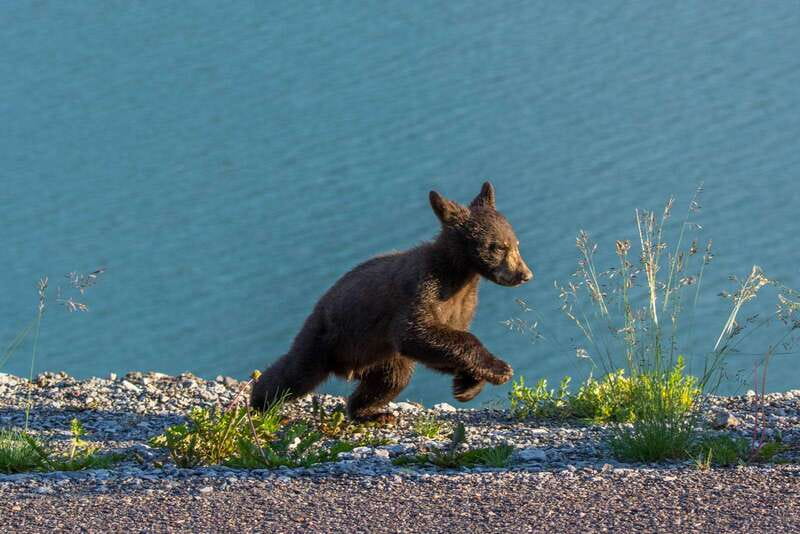 Jasper National Park: Evening or Morning Wildlife Watch Tour - Key points to know before booking