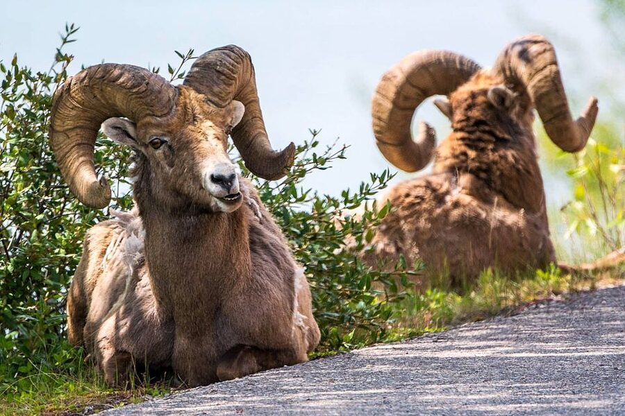 Jasper National Park: Evening or Morning Wildlife Watch Tour - Who should book it