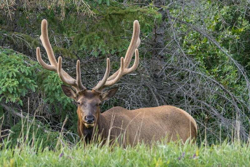 Jasper National Park: Evening or Morning Wildlife Watch Tour - Why this Jasper wildlife tour works
