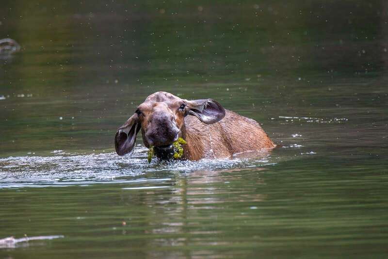 Jasper National Park: Evening or Morning Wildlife Watch Tour - The guides are a major part of the value