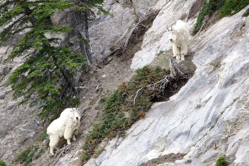 Jasper National Park: Evening or Morning Wildlife Watch Tour - Price, value, and the sighting gamble