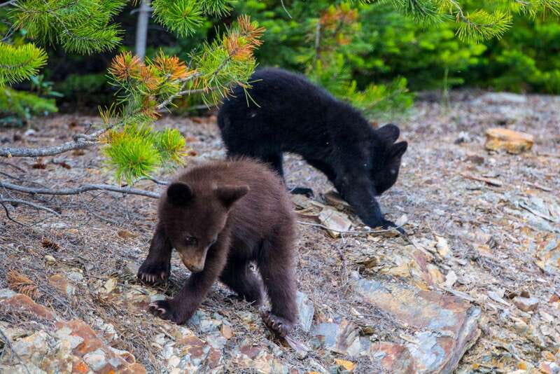 Jasper National Park: Evening or Morning Wildlife Watch Tour - Family suitability and practical limits