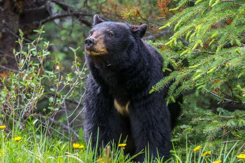 Jasper National Park: Evening or Morning Wildlife Watch Tour - From Jasper pickup to the first animal search
