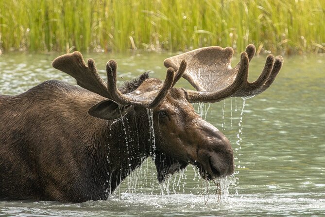 Jasper National Park Tour Maligne Valley, Medicine Lake with Walk - Who should book this Jasper outing?