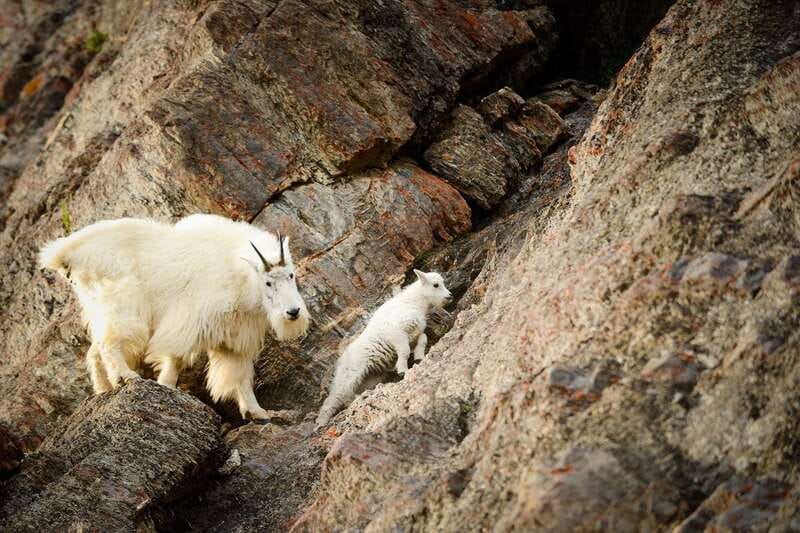 Jasper: Transfer to Banff/Lake Louise w/ Columbia Icefields - Athabasca Falls brings the first strong stop