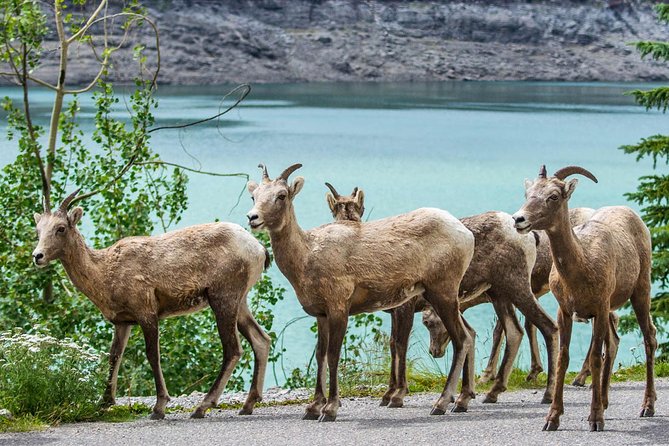 Jasper Wildlife and Sightseeing Tour with Maligne Lake Hike - The road into sub-alpine wildlife country