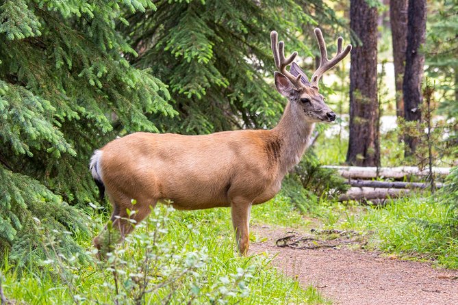 Jasper Wildlife and Sightseeing Tour with Maligne Lake Hike - Is $81.90 good value?