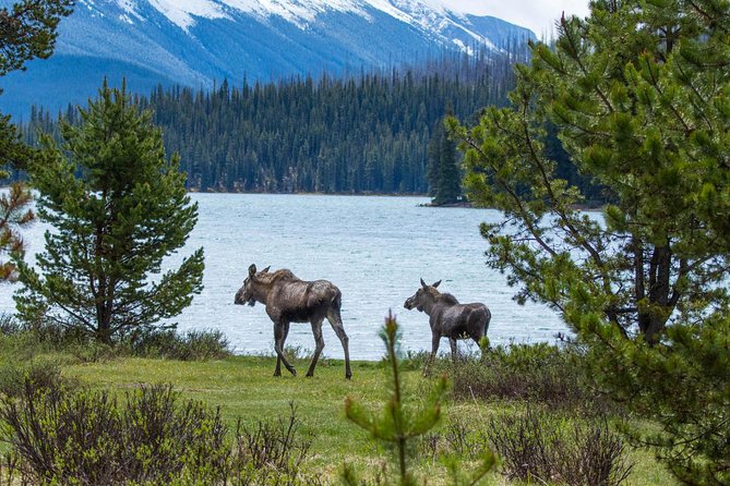 Jasper Wildlife and Sightseeing Tour with Maligne Lake Hike - Maligne Canyon and the visible effects of the 2024 fire