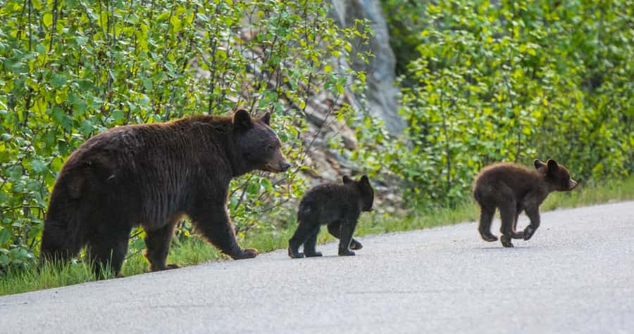 Jasper: Wildlife and Waterfalls Tour with Lakeshore Hike - Who Should Book This Jasper Tour?