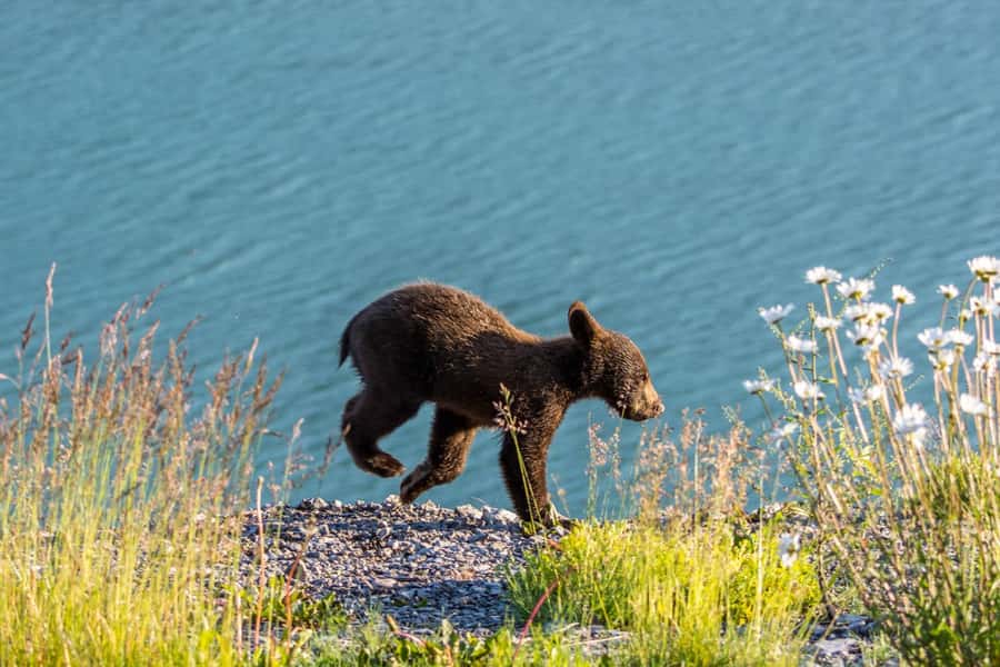 Jasper: Wildlife and Waterfalls Tour with Lakeshore Hike - The Minibus Ride and the First Wildlife Search