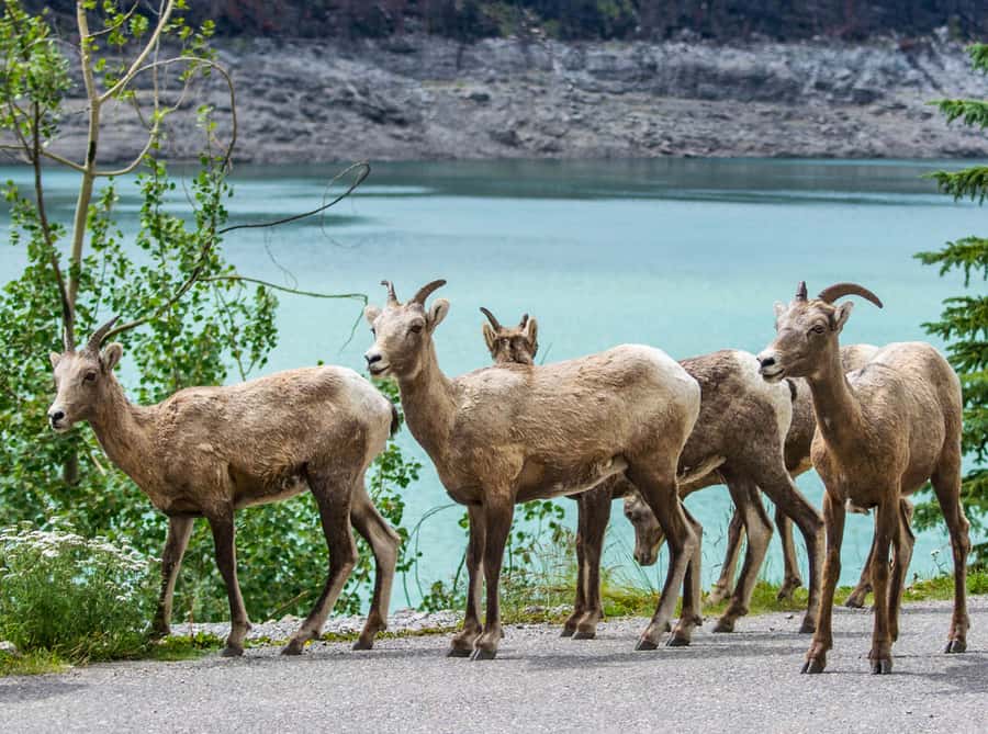 Jasper: Wildlife and Waterfalls Tour with Lakeshore Hike - The Maligne Lake Hike: What You Actually Walk