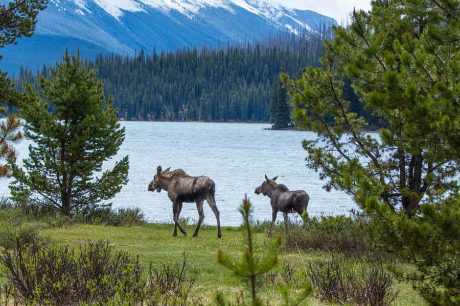 Jasper: Wildlife and Waterfalls Tour with Lakeshore Hike - Maligne Canyon and the Waterfall Question