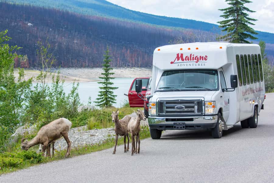 Jasper: Wildlife and Waterfalls Tour with Maligne Cruise - Key points to know before booking