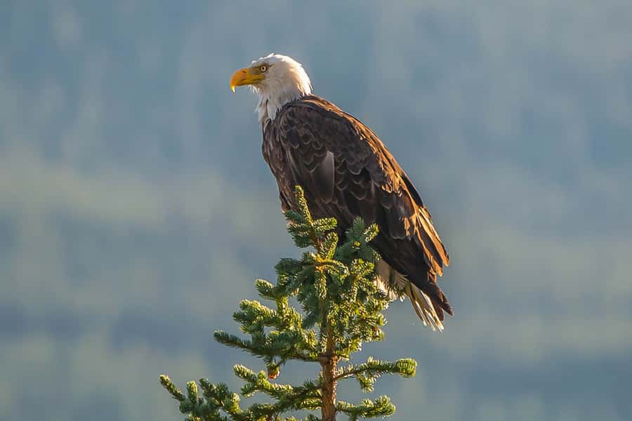 Jasper: Wildlife and Waterfalls Tour with Maligne Cruise - Should you book the Maligne Cruise and Wildlife Tour?