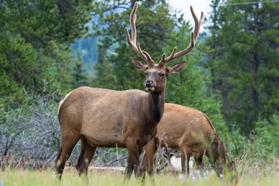 Jasper: Wildlife and Waterfalls Tour with Maligne Cruise - Why this Maligne Valley tour works so well