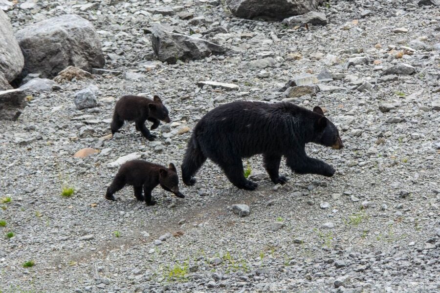 Jasper: Wildlife and Waterfalls Tour with Maligne Cruise - Medicine Lake and its disappearing water