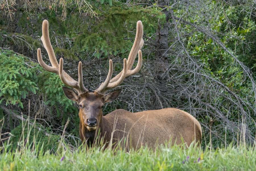 Jasper: Wildlife and Waterfalls Tour with Maligne Cruise - The 90-minute cruise to Spirit Island