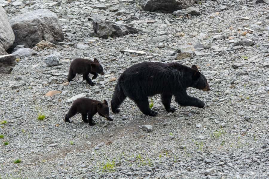 Jasper: Wildlife and Waterfalls Tour with Maligne Cruise - Who should book this Jasper day trip?