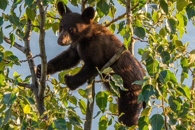 Jasper Wildlife & Sightseeing Tour with Maligne Lake Cruise - The 90-minute Maligne Lake cruise