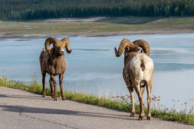 Jasper Wildlife & Sightseeing Tour with Maligne Lake Cruise - How much wildlife can you really expect?