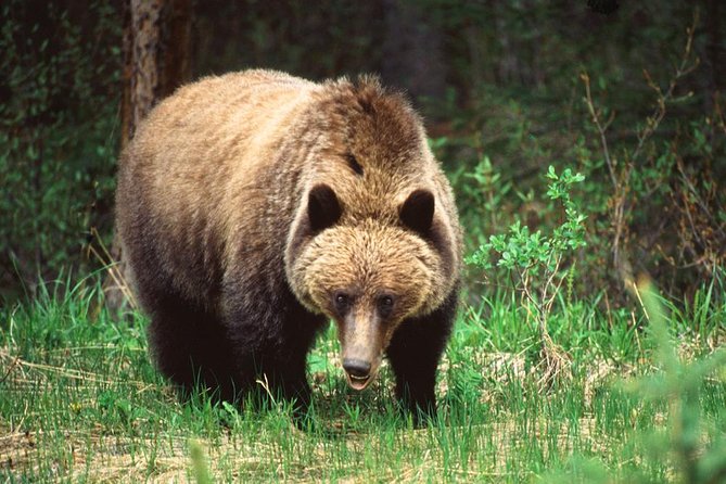 Jasper Wildlife & Sightseeing Tour with Maligne Lake Cruise - Group size, comfort, and the right kind of day