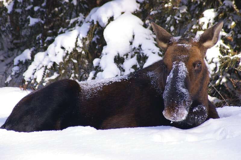 Jasper: Winter Wildlife Bus Tour in Jasper National Park - Key points at a glance
