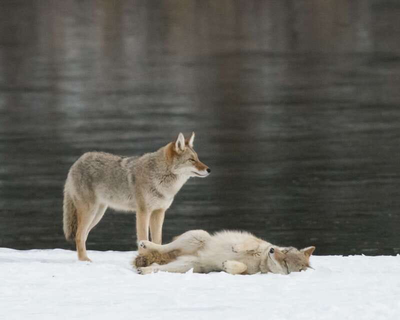 Jasper: Winter Wildlife Bus Tour in Jasper National Park - What the Jasper wildlife tour is really like