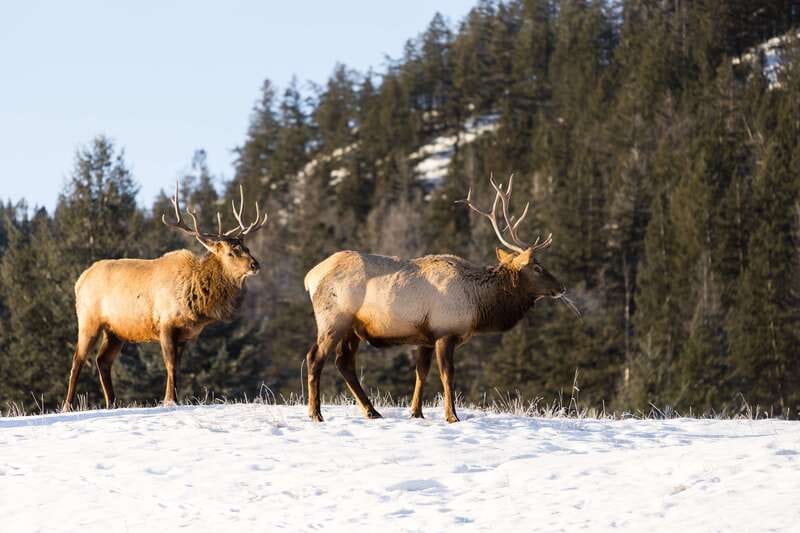 Jasper: Winter Wildlife Bus Tour in Jasper National Park - How the wildlife search works