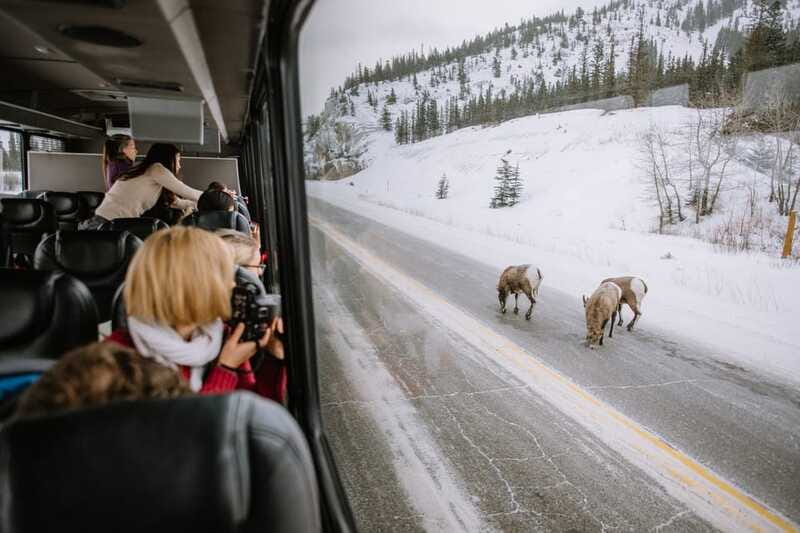 Jasper: Winter Wildlife Bus Tour in Jasper National Park - Guides make the difference