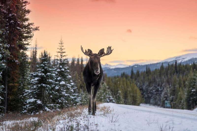 Jasper: Winter Wildlife Bus Tour in Jasper National Park - Why winter driving is worth outsourcing
