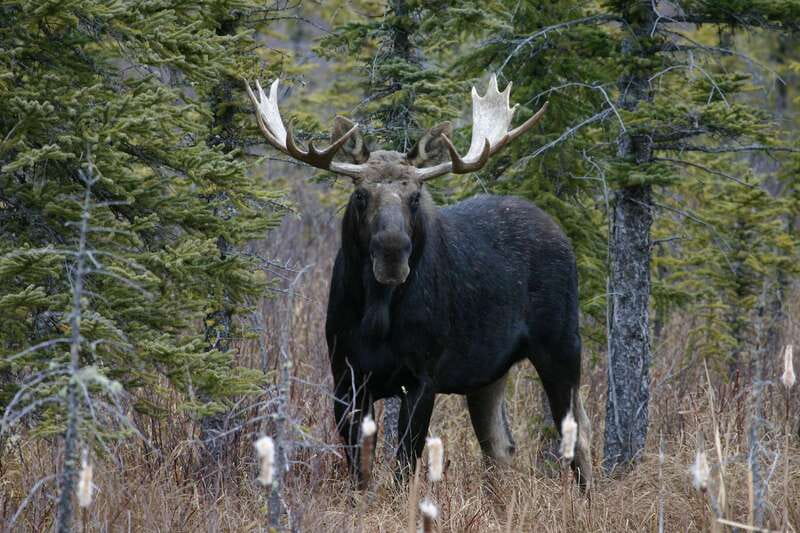 Jasper: Winter Wildlife Bus Tour in Jasper National Park - What the price gives you