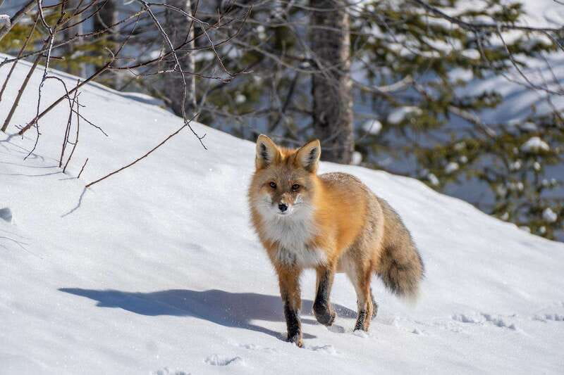 Jasper: Winter Wildlife Bus Tour in Jasper National Park - Photography and practical expectations