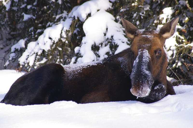Jasper: Winter Wildlife Bus Tour in Jasper National Park - Who should book this outing