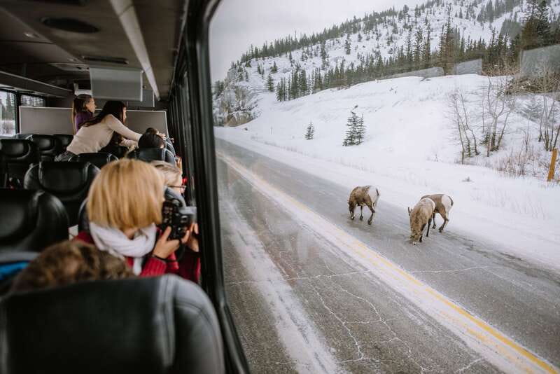 Jasper: Winter Wildlife Bus Tour in Jasper National Park - The Athabasca Valley sets the scene